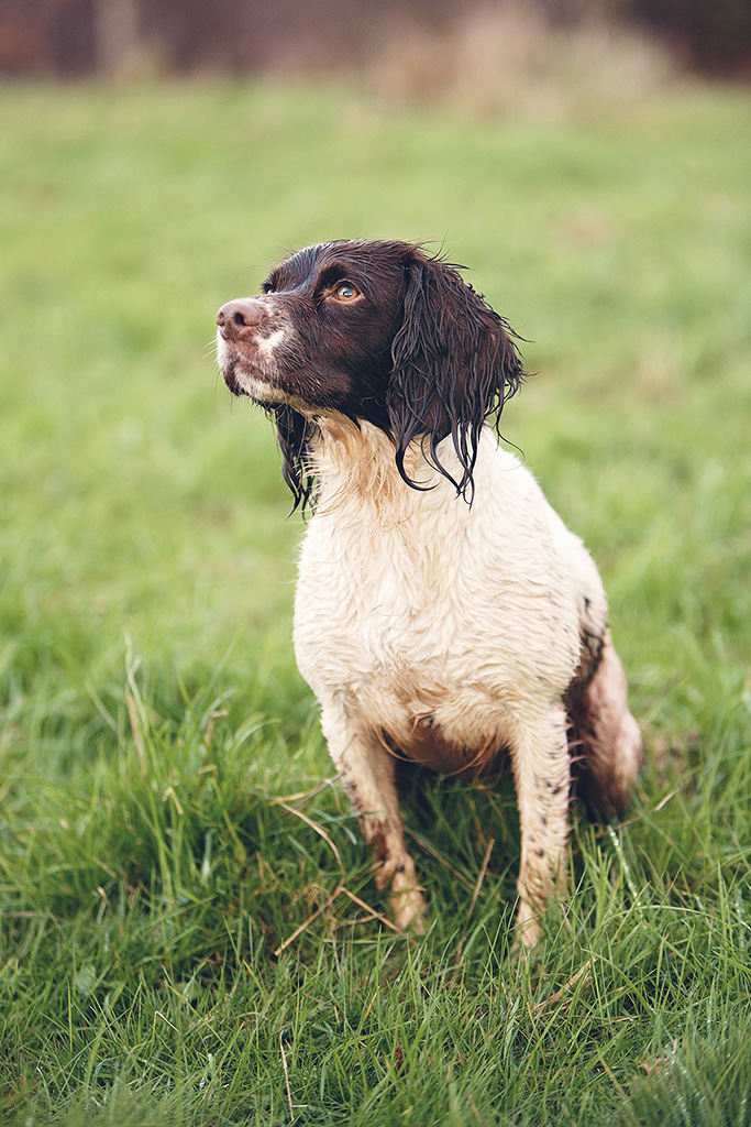 Mid Devon Dogs and Small Animal Care Services